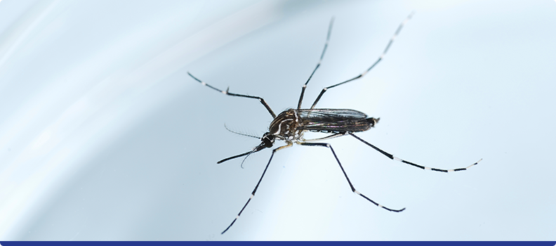 Saiba como o mosquito Aedes Aegypti tem prejudicado as empresas.