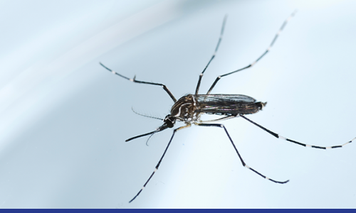 Saiba como o mosquito Aedes Aegypti tem prejudicado as empresas.